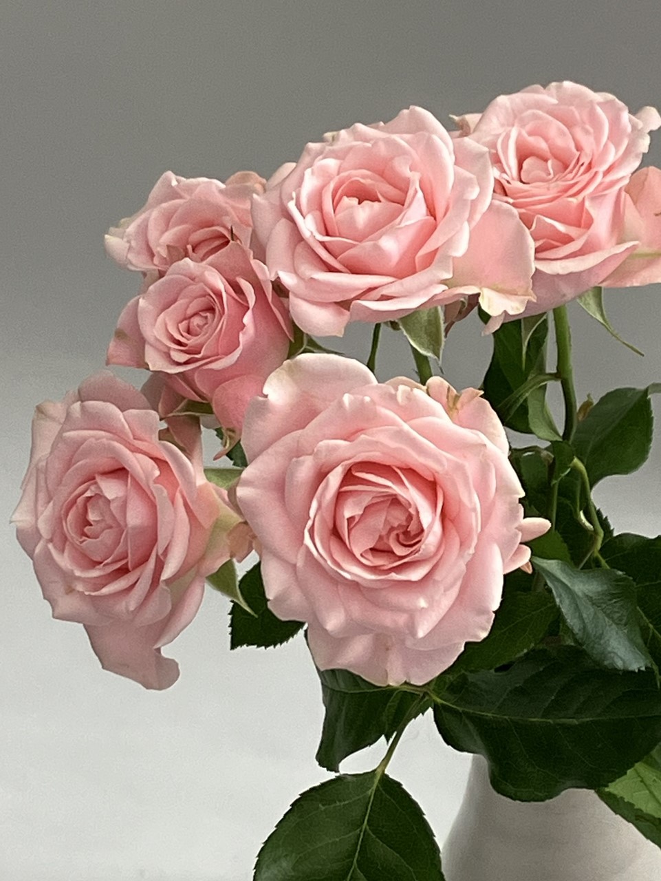 ヤマザキです ピンクの薔薇と紫の菊、オレンジのナスタスチウムの