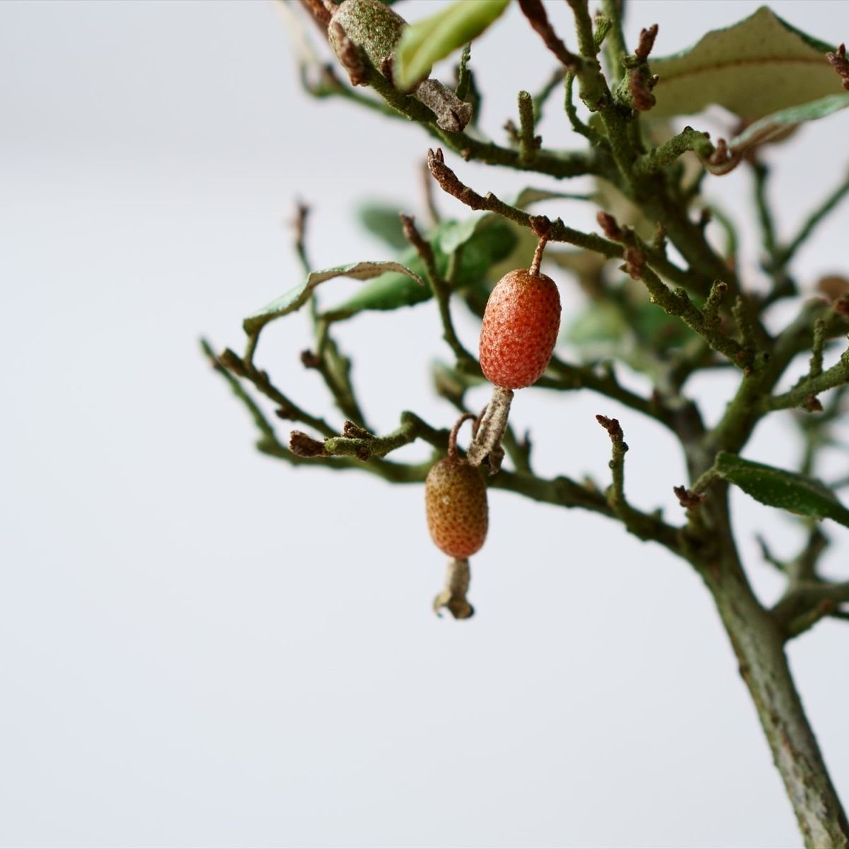 寒グミ｜石木花図鑑｜石木花｜SEKIBOKKA｜盆栽