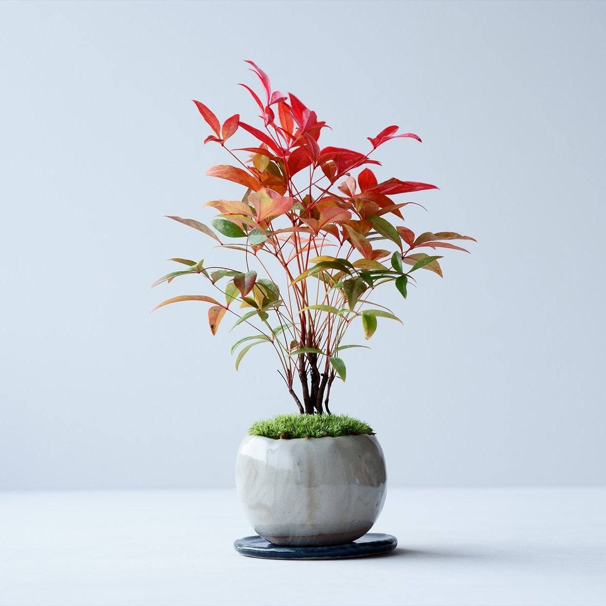 寒グミ｜石木花図鑑｜石木花｜SEKIBOKKA｜盆栽