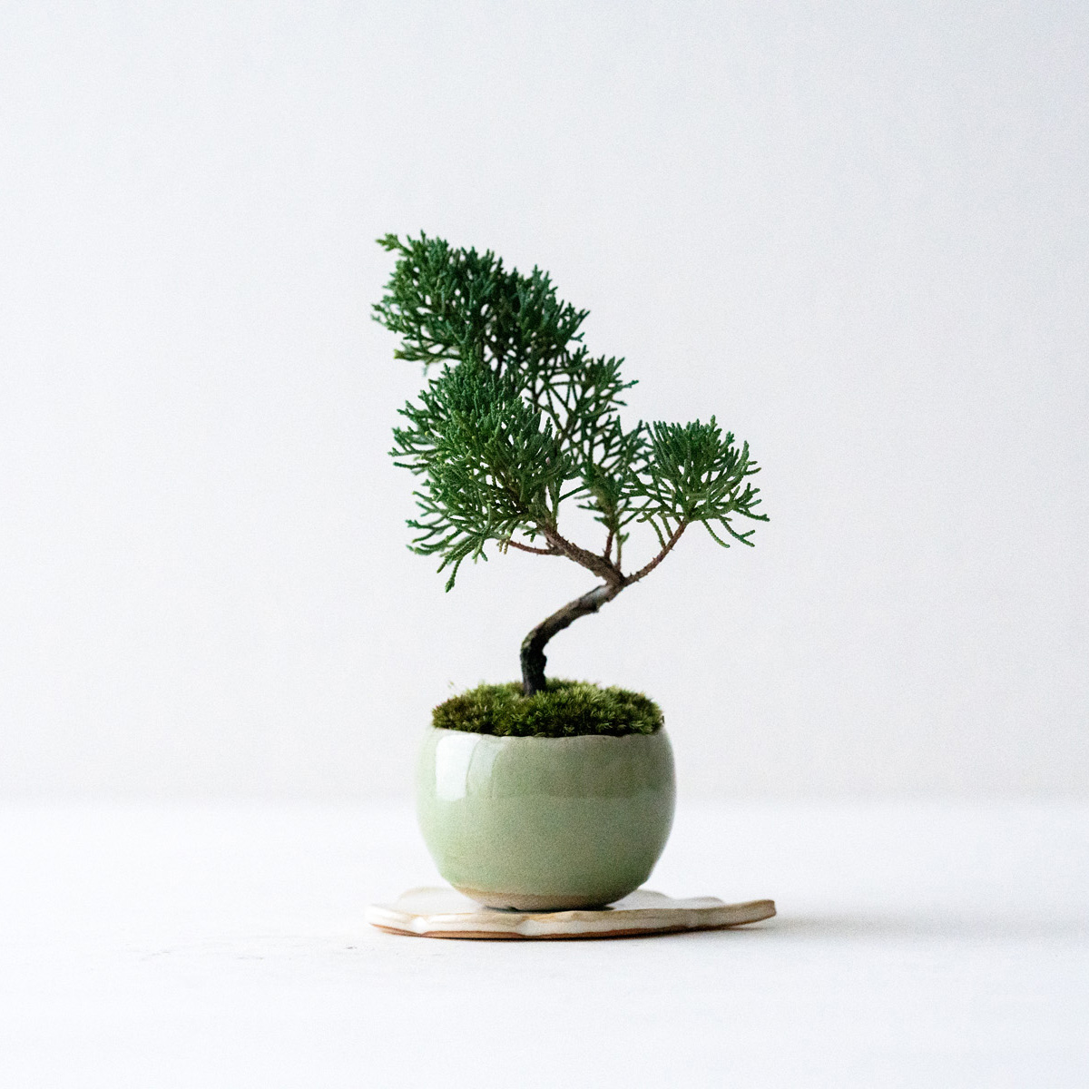 寒グミ｜石木花図鑑｜石木花｜SEKIBOKKA｜盆栽