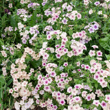 Phlox 'Crème Brûlée' seeds