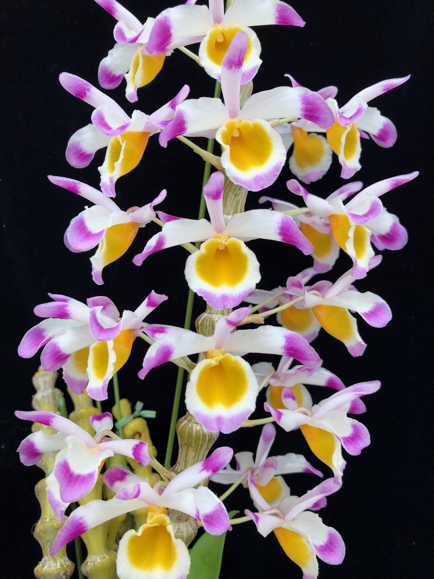 Den. pendulum (From Myanmar)デンドロビューム ペンデュラム