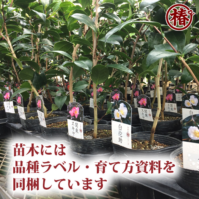 椿園オンラインショップ / 玉唐子・たまからこ