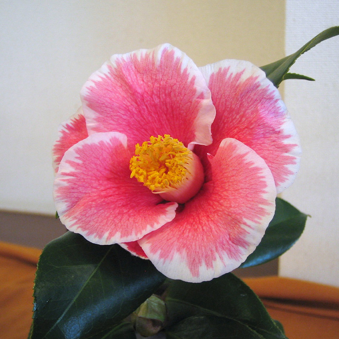 椿園オンラインショップ / 椿の苗木・樹木