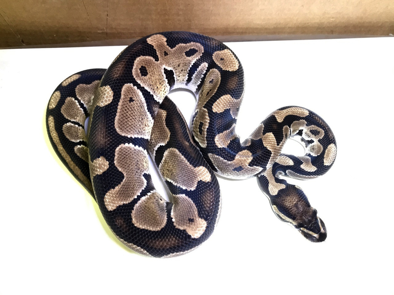 ボールパイソン ボアパイソン図鑑