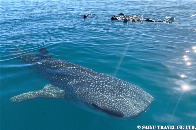 ジンベエザメ Whale Shark | ワイルドライフ Wildlife ～世界の野生
