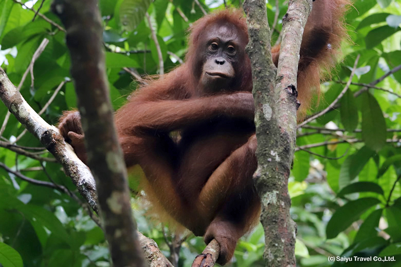 ボルネオ島 | ワイルドライフ Wildlife ～世界の野生動物観察日記～