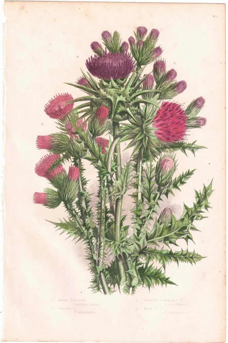 イギリスアンティークボタニカルリトグラフ『Anne Pratt 花』100年以上