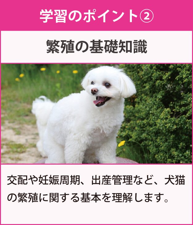 ペットブリーダー資格検定（犬・猫）の通信教育・通信講座 | SARAスクール