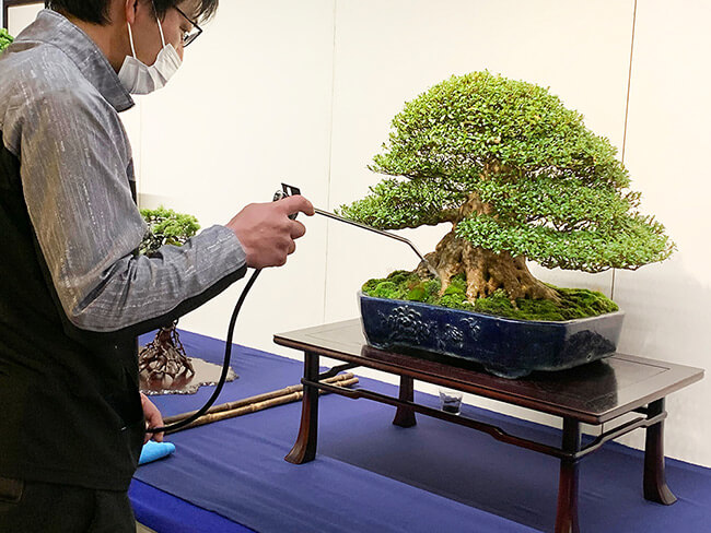 ちょっぴり人に話したくなる盆栽展の見方、楽しみ方～「第96回国風盆栽