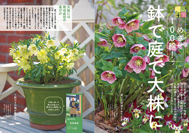 クリスマスローズ、株分けする？しない？大株栽培に関するみなさんから