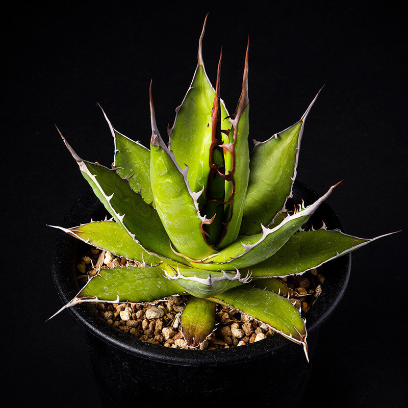 アガベ ホリダ 陽炎 大株 ボールタイプ ドワーフ 特選S級選抜 発根管理中