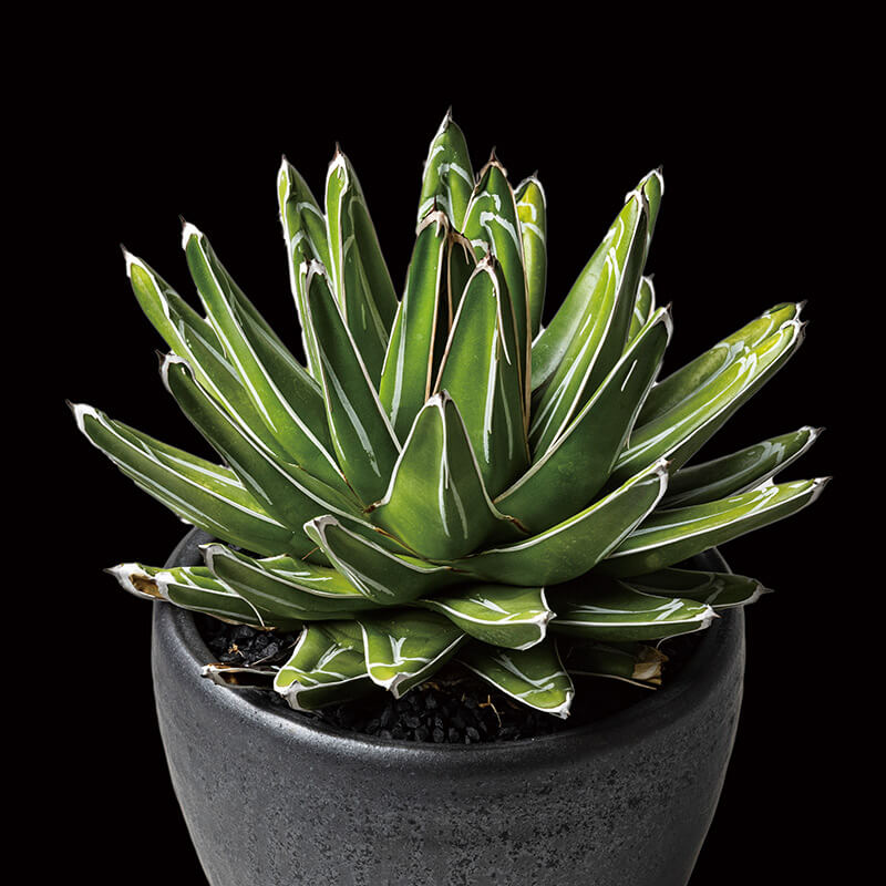 アガベ 姫笹の雪 矮性 選抜株 子株10個付 アガベ 笹の雪 矮性 子株10株