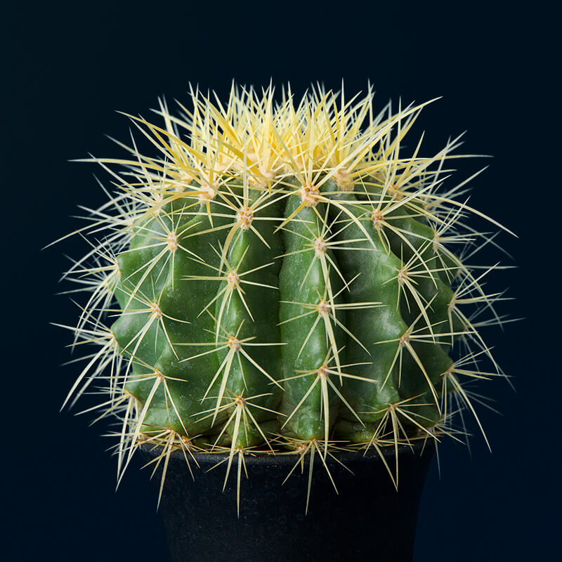 エキノカクタス金鯱の基本情報・育て方｜多肉植物・サボテン図鑑