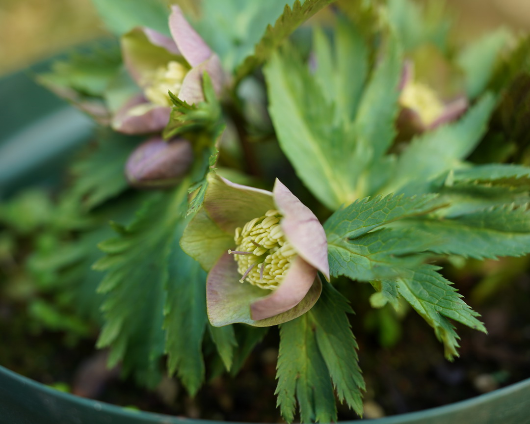クリスマスローズの原種（H.プルプラセンス）｜園芸日記by野々口稔