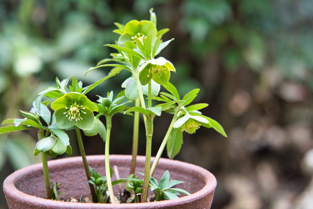 クリスマスローズの原種（H.ムルチフィダス・ヘルツェゴヴィヌス