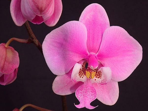 胡蝶蘭原種 シレリアナ4開花｜園芸日記byネカタ｜みんなの趣味の園芸