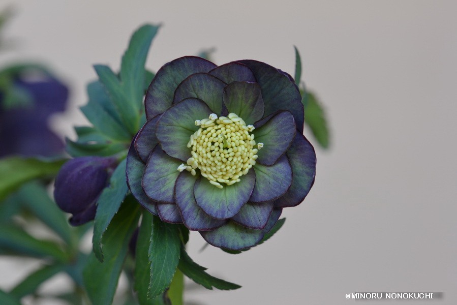 クリスマスローズの原種（H.クロアチクス?）｜園芸日記by野々口稔