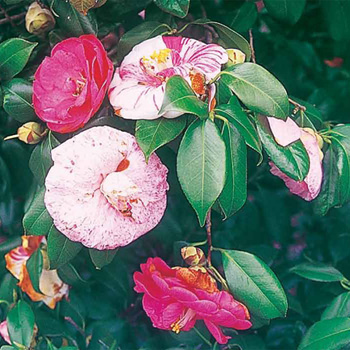 ツバキ『七曜変化』を鉢でそだてたい！｜そだレポ（栽培レポート