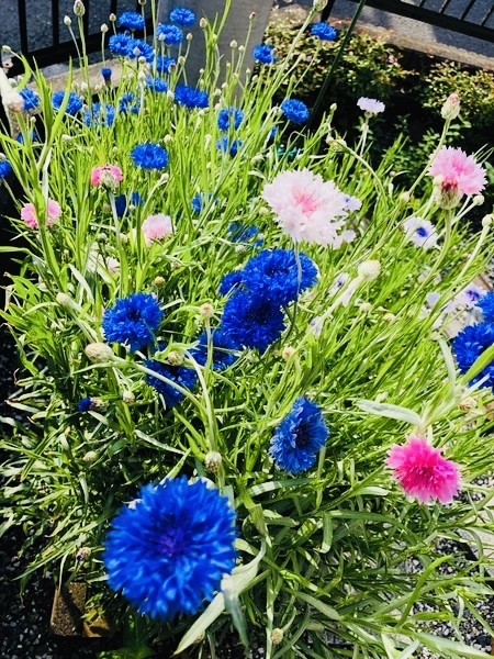 X'mas🎄に素敵な矢車草を咲かせる🎵｜そだレポ（栽培レポート