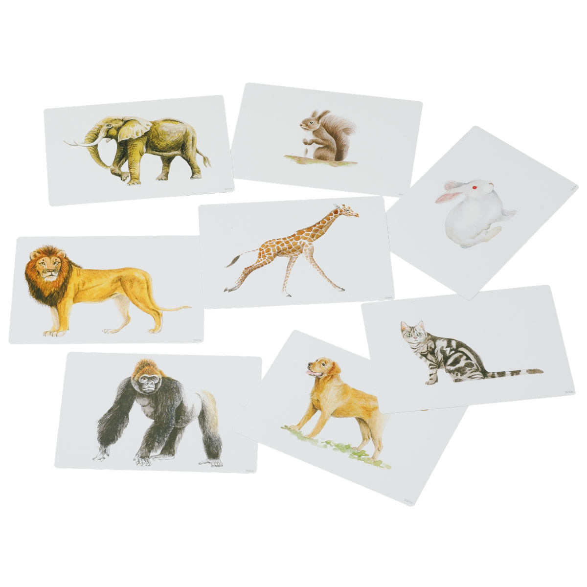 かな絵ちゃんカードA(英語版)【フラッシュカード】 | 七田式公式通販