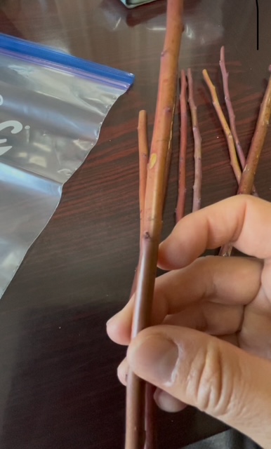 ブルーベリーの「穂木」を採取しました | 幸せフルーツ工房