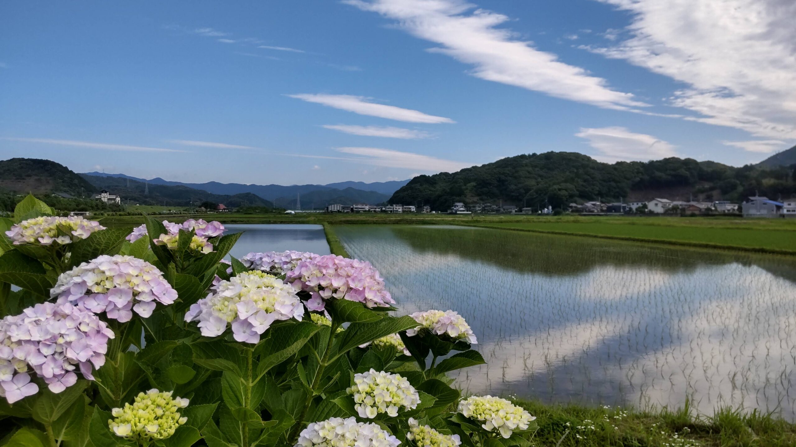 紫陽花】安並水車の里 紫陽花の様子 | 一般社団法人 四万十市観光協会