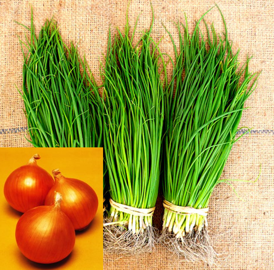 玉ねぎ苗】 会津産 たまねぎ苗 長期貯蔵に向く タキイ交配