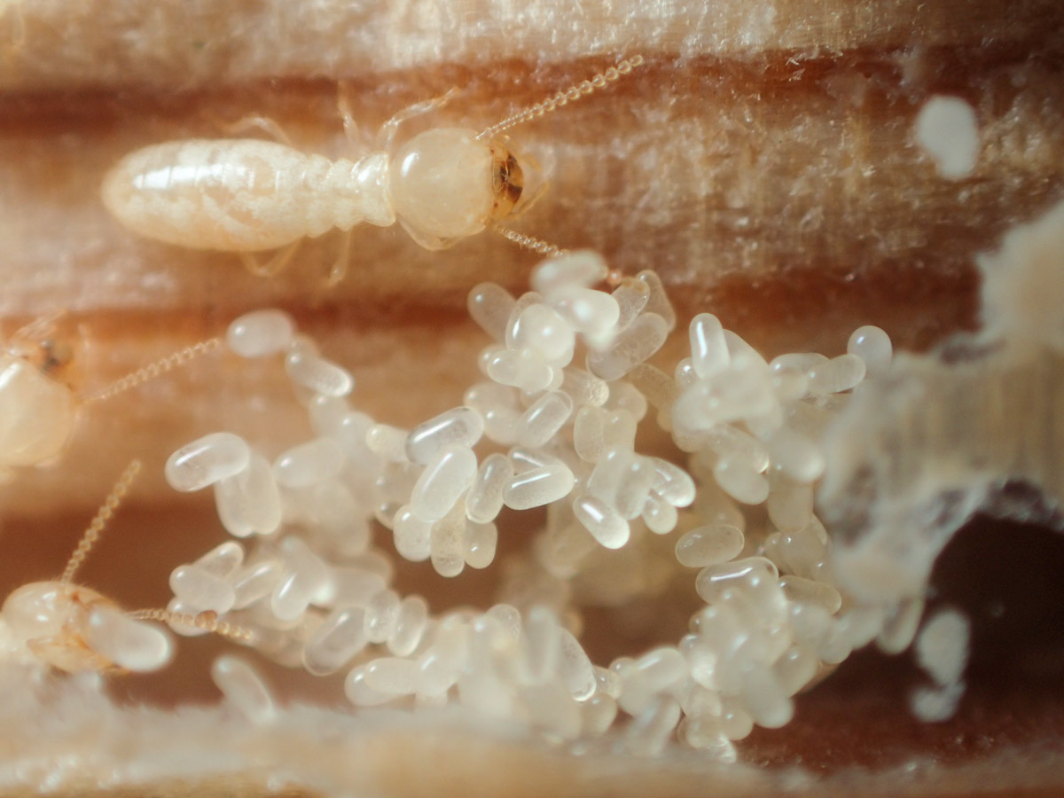 シロアリの女王を徹底解説！知られざる生活に迫る｜シロアリ1番！