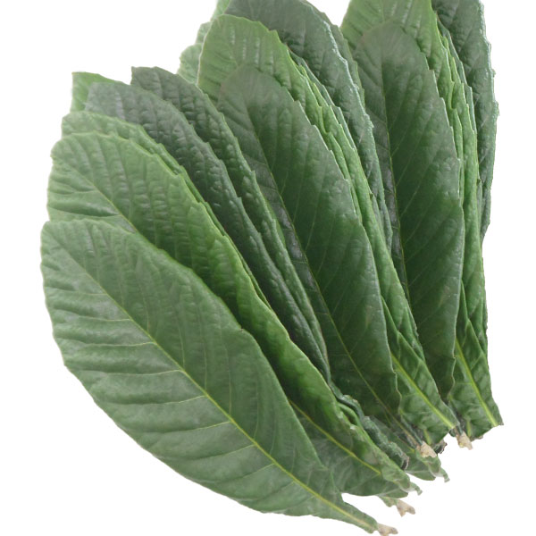 ビワ葉温灸療法はじめてセット（太棒もぐさ温灸セットとビワの葉自然