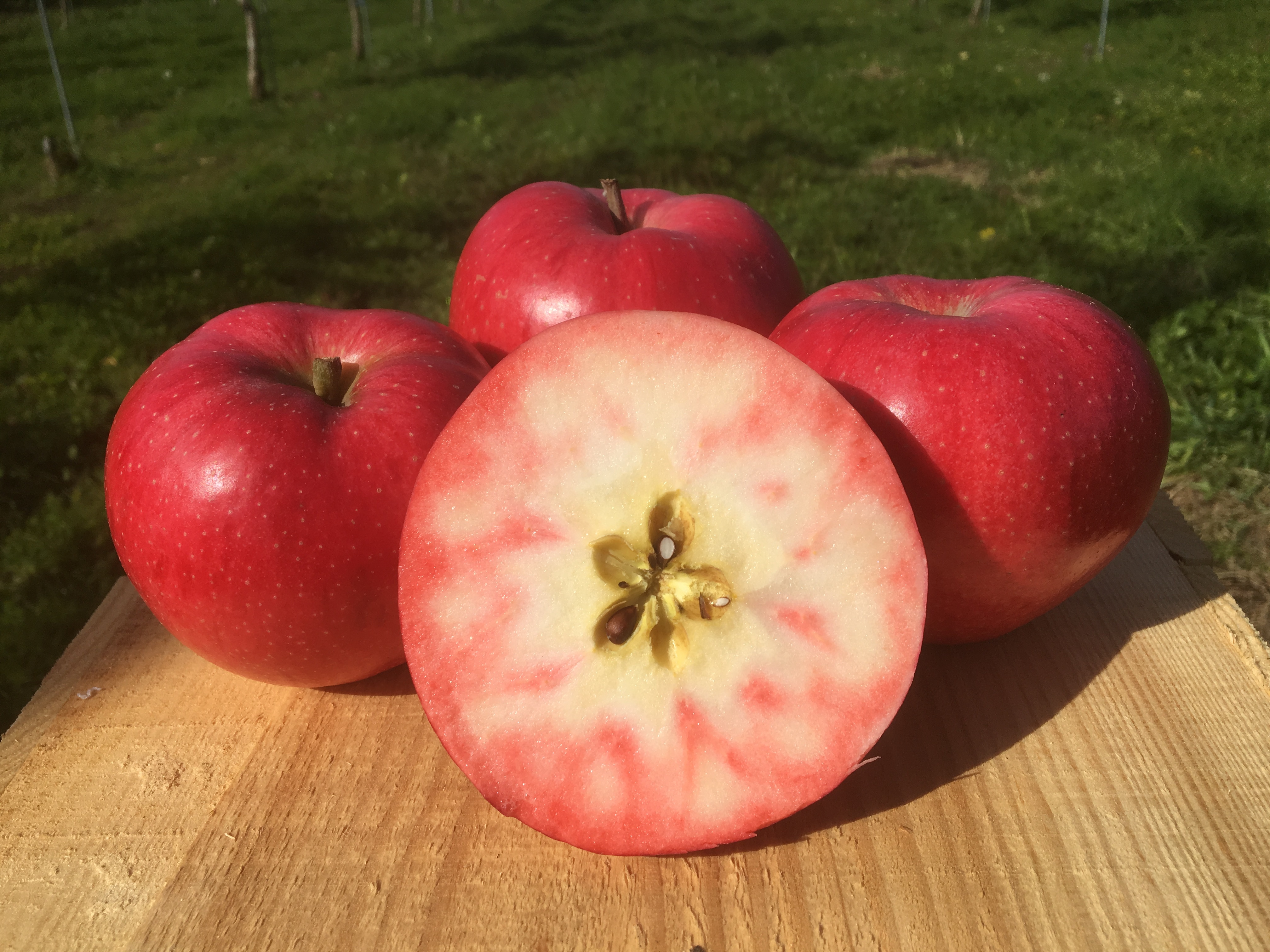 りんごHFF33 | 地域食材.miru