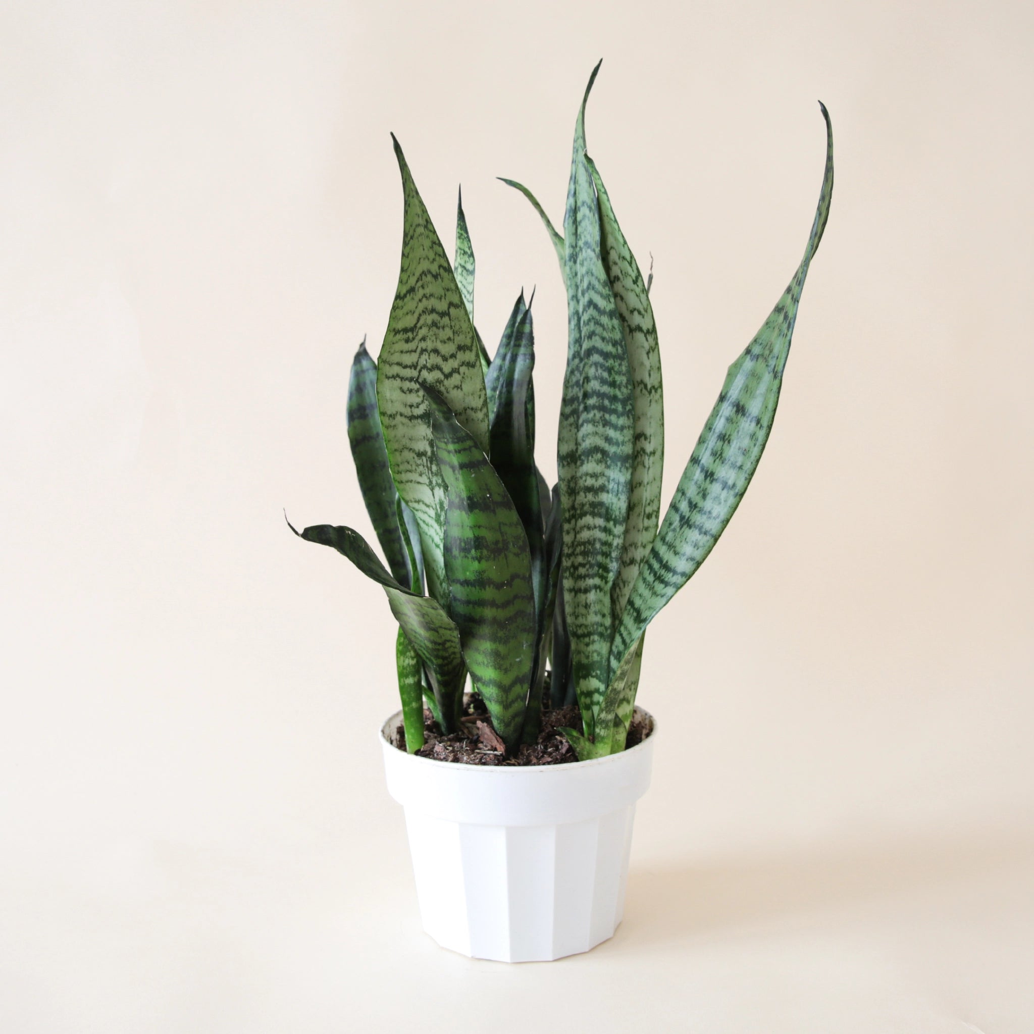 Sansevieria | Zeylanica – Pigment