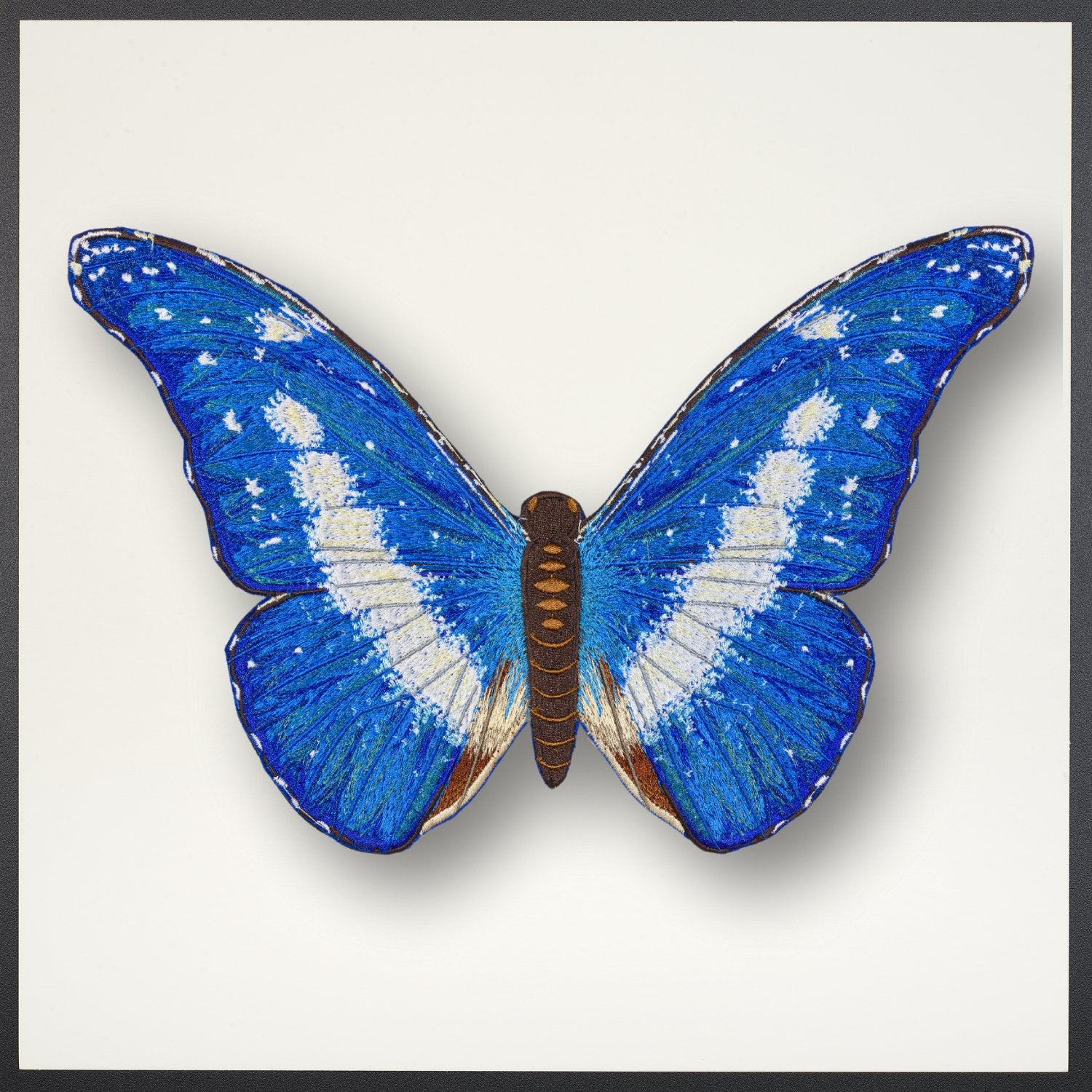 Blue Morpho Helena Butterfly Framed – Stephen Wilson Studio
