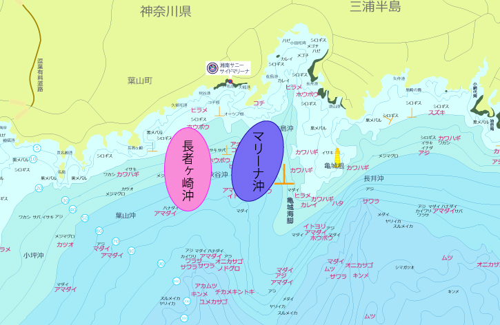 アオリイカを狙え！初心者からベテランまで楽しめる釣りプラン – 湘南