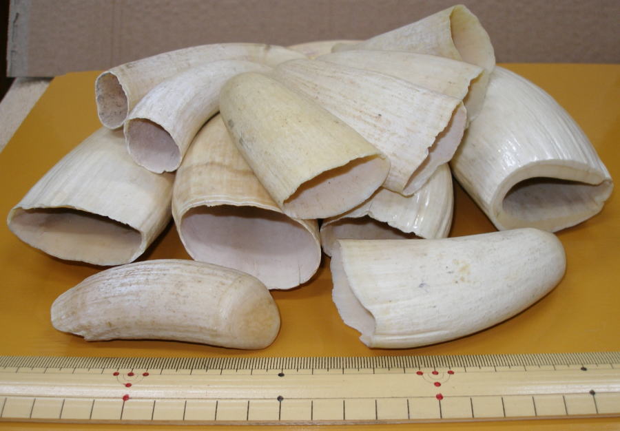 マッコウ鯨牙原材料（マッコウクジラ歯原材料販売）