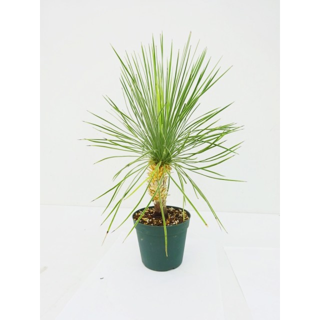 ユッカ リネアリフォリア ラインダンス Yucca linearifolia 'Line