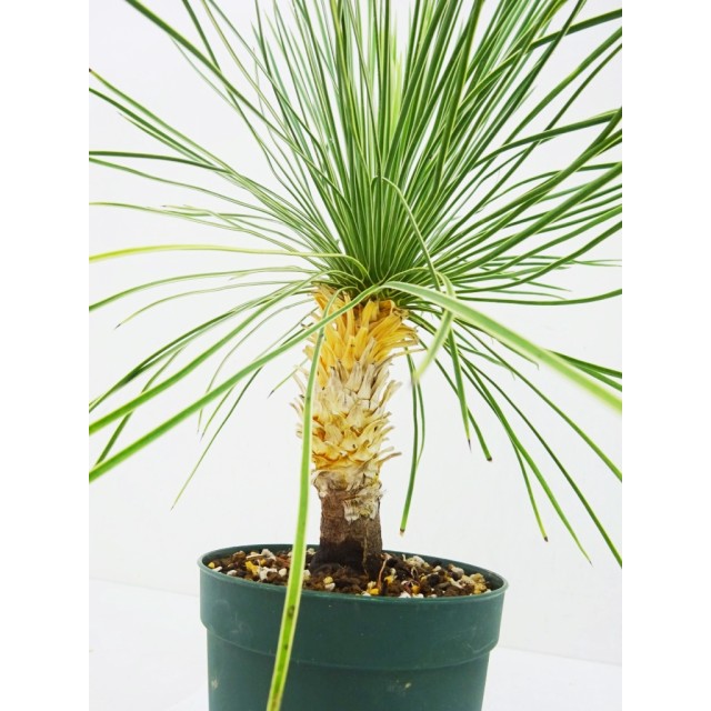 ユッカ リネアリフォリア ラインダンス Yucca linearifolia 'Line