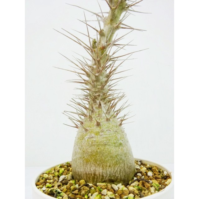 パキポディウム レアリー Pachypodium lealii - Special Plants