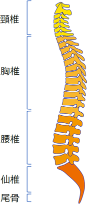 脊椎・脊髄ドックとは | 日本脊椎脊髄ドック協会