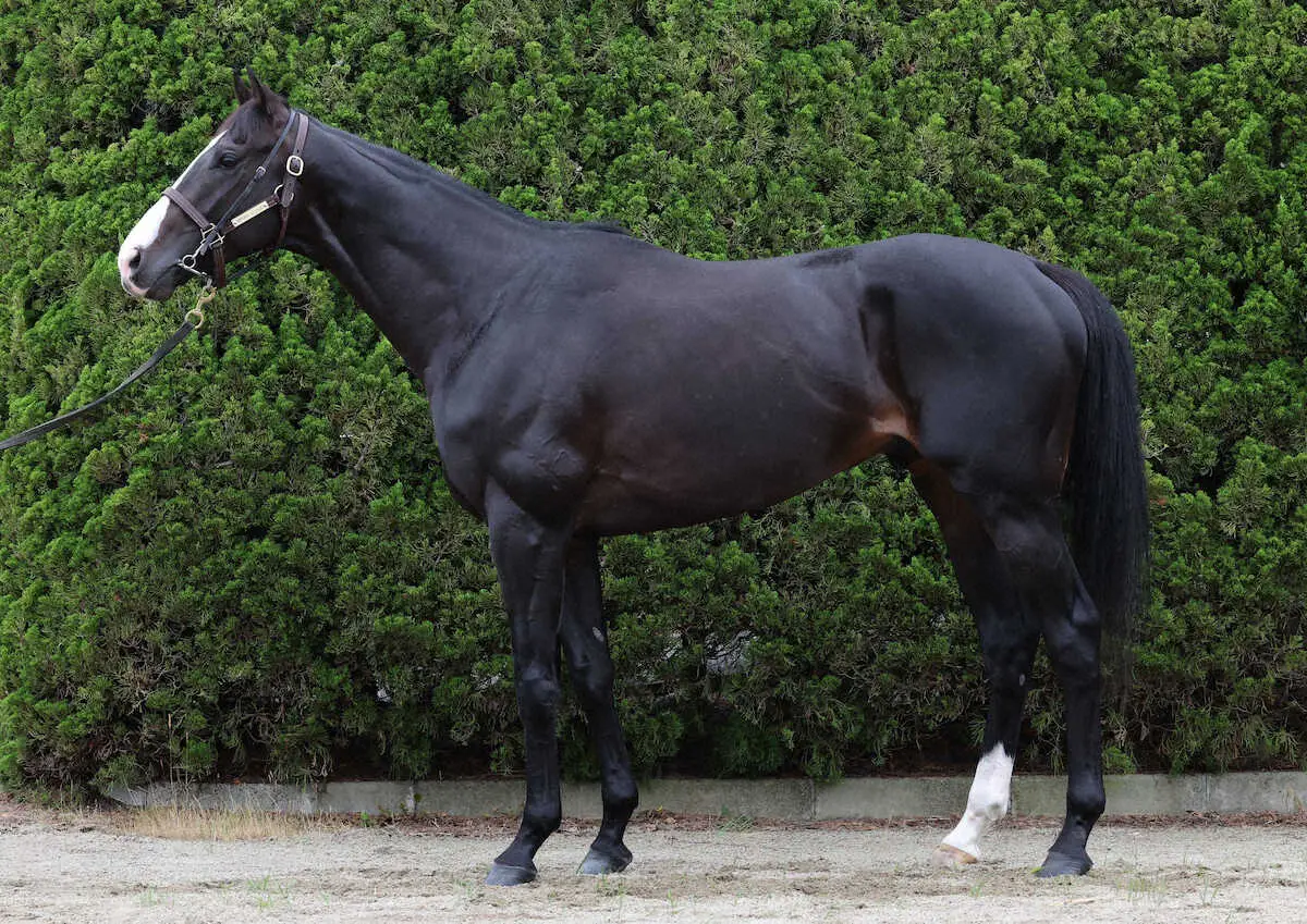 宝塚記念】イクイノックス150点 日本が世界に誇る名馬の完成形