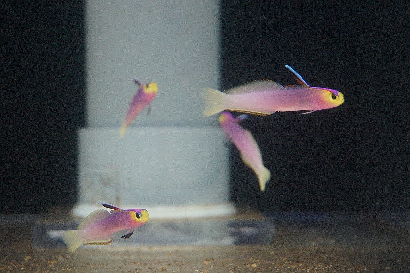 海水魚】パープルファイヤーゴビー(1匹)±5-6cm(サンプル画像）（生体