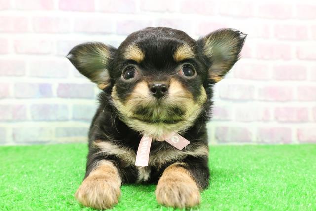 チワワ(ブラックタン)の子犬を価格や特徴で探す|ペットショップ探す