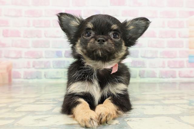 チワワ(ブラックタン)の子犬を価格や特徴で探す|ペットショップ探す