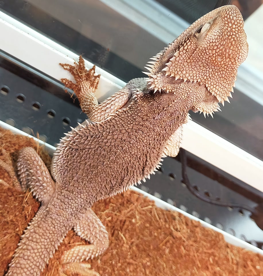 爬虫類｜ペット検索｜ペット大好き！