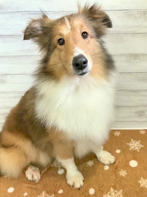 シェットランドシープドッグ | 里親募集中 | ペットサロン松山 仔犬の