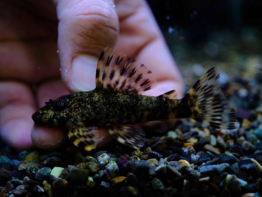 価格の安いイエローフィンアリゲーターペコルティア(マロニーリバー