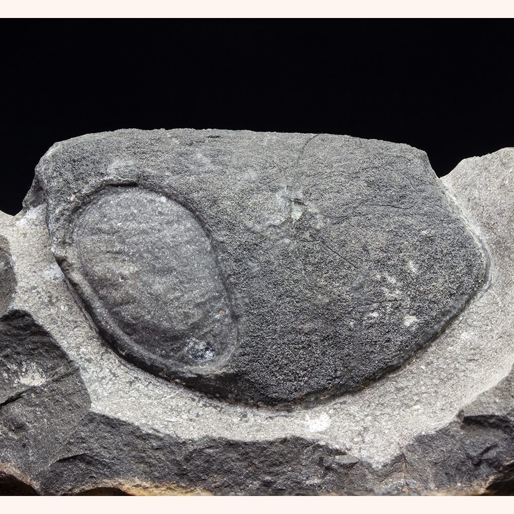 エンセオステウス001｜恐竜・化石グッズの専門店 ふぉっしる