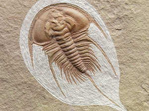 アメリカ産三葉虫｜恐竜・化石グッズの専門店 ふぉっしる