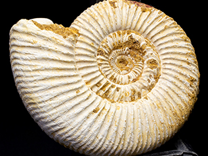 アンモナイト・オウムガイ｜恐竜・化石グッズの専門店 ふぉっしる