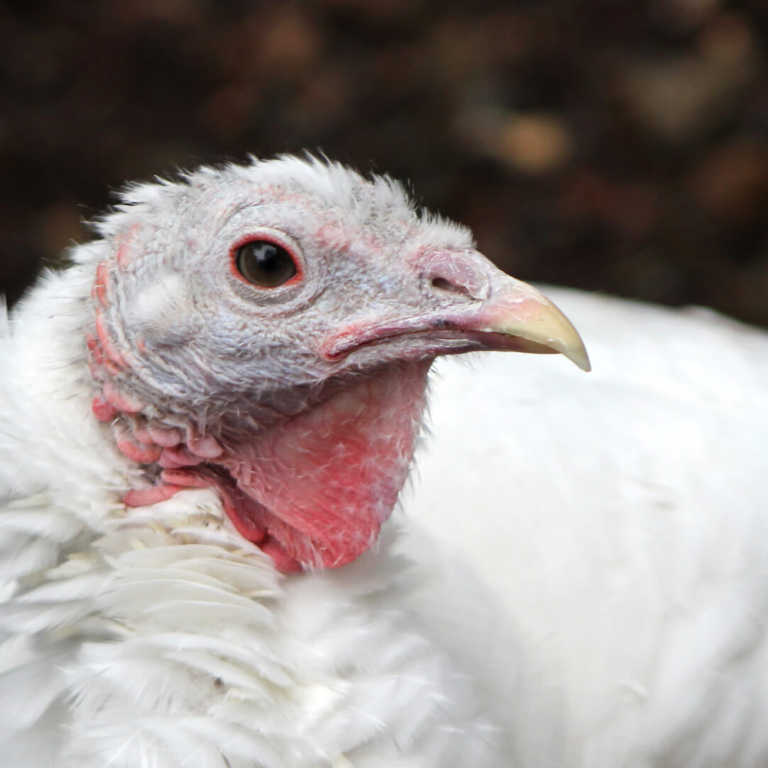 七面鳥を称える - パサドの安全な避難所
